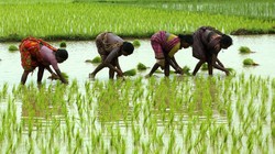 बढ़ते तापमान से खेती पर गहराता संकट, फसलों से किसानों की आय तक पर असर | विचार