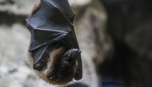 bats carry deadly viruses