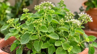 How to grow ajwain at home