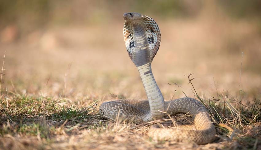 Indian Cobra