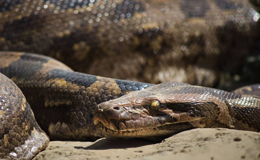 Indian rock python