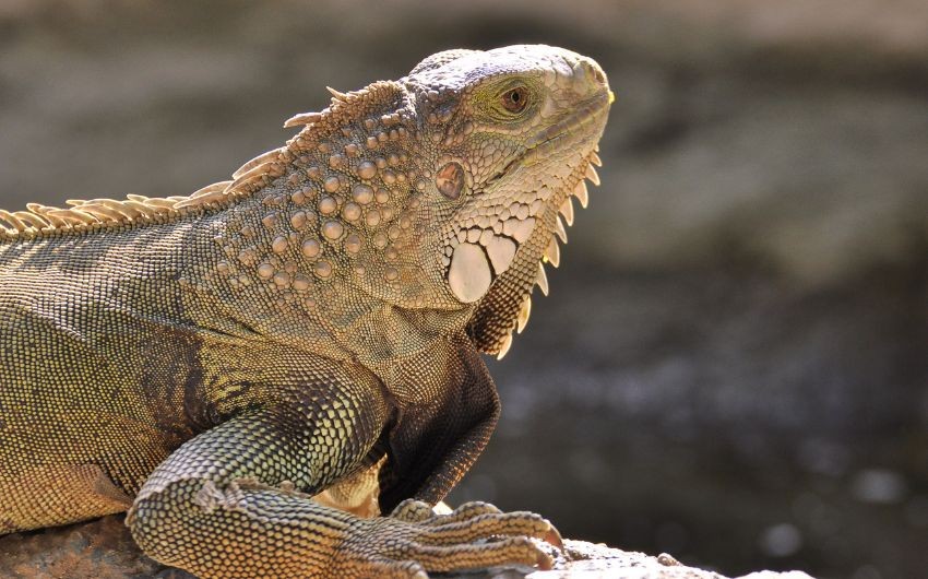 Animal species discovery