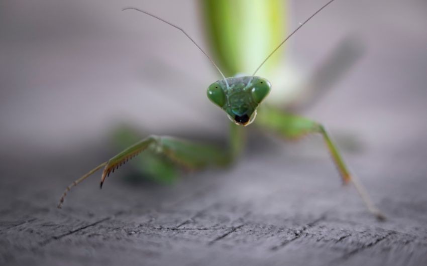 New species discovered in India
