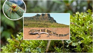 New species discovered in India