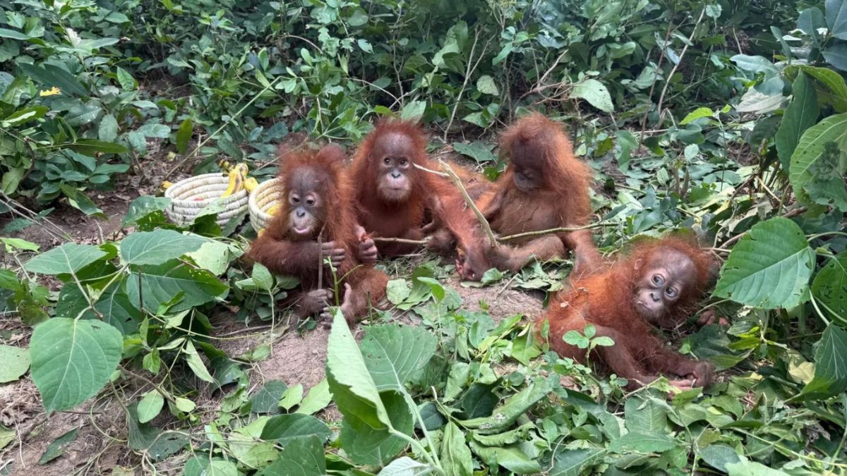 Odisha Orangutans