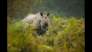 Rhino-Grassland-conservation