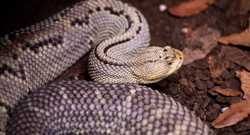 Russell’s viper