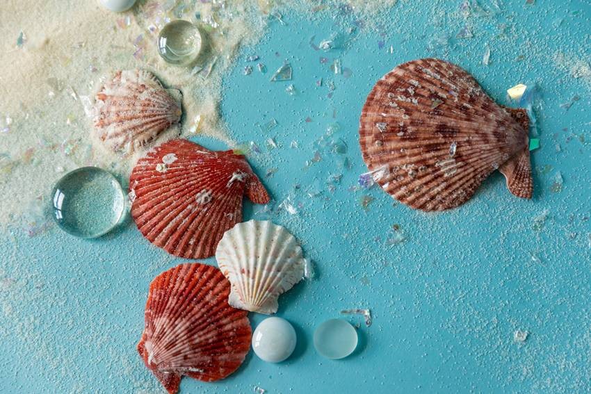 Scallops