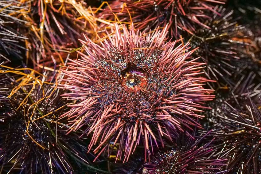 Sea urchins