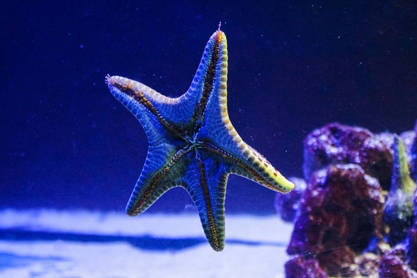 Starfish