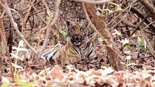बाघ संरक्षण, Tiger Conservation, बाघों की संख्या, Tiger Population in India