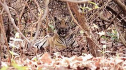 बाघ बचेंगे तो जंगल बचेंगे: संरक्षण के बावजूद क्यों बढ़ रही है उनके सामने चुनौती | विचार
