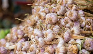 Top garlic growing regions in India