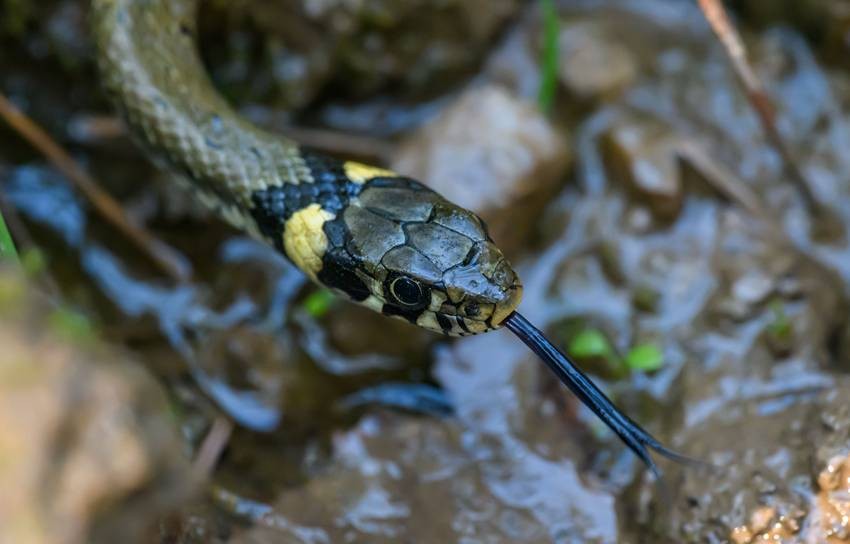 animals that smell with their tongues