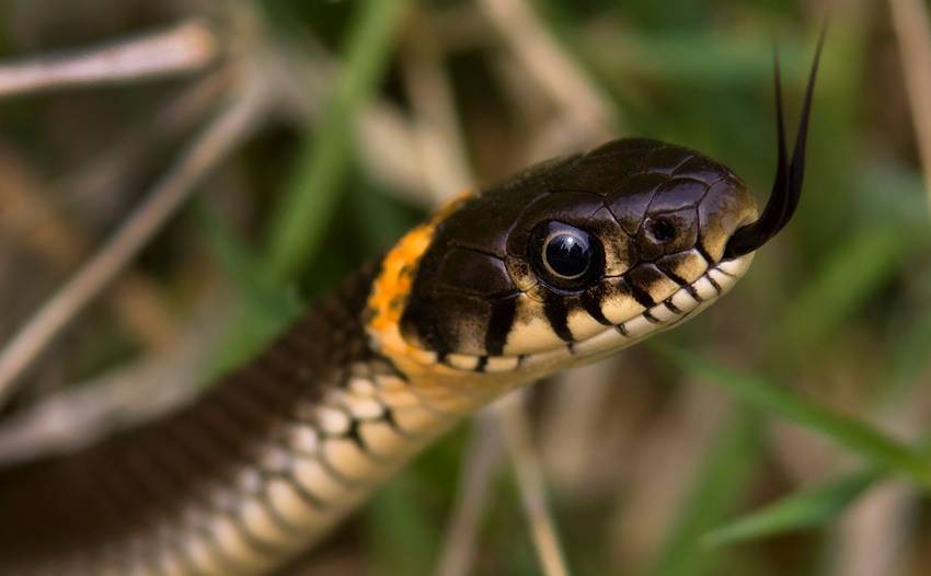  Indian animals that smell with tongue