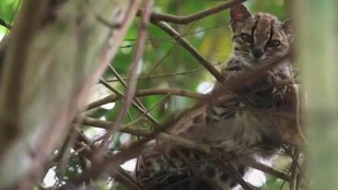 Bolivia, tigrino, new wild cat