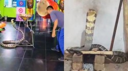 पुजारी ने मंदिर खोला तो इंसान की तरह तना दिखा 12 फुट लंबा विशाल किंग कोबरा, रोक दी पूजा- कमजोर दिलवाले न देखें ये Video