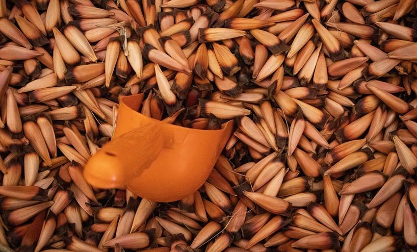 cashew farming in India