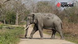 नेपाल से तस्करी करके लाया गया हाथी; तेंदुए के शिकार की जांच में एक NGO से जुड़े तार