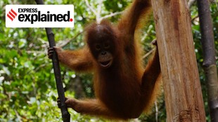 Orangutan-repatriation- Trade