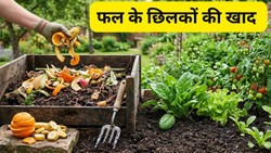 फल खाने के बाद छिलके फेंकने की जरूरत नहीं, इस आसान तरीके से बनाएं पौधों के लिए खाद