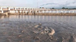 नेपाल की बाढ़ से बिहार पहुंची ‘असामान्य’ मछलियां, सरकार ने खाने-बेचने पर दी चेतावनी
