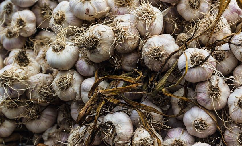 Largest garlic producing state in India