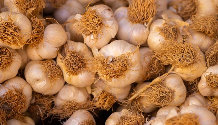 Which city is known as the garlic city of India