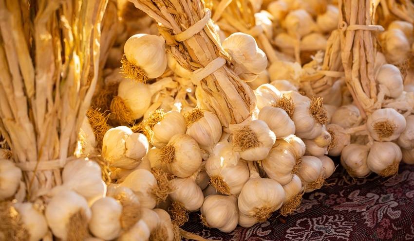 Highest garlic production in India