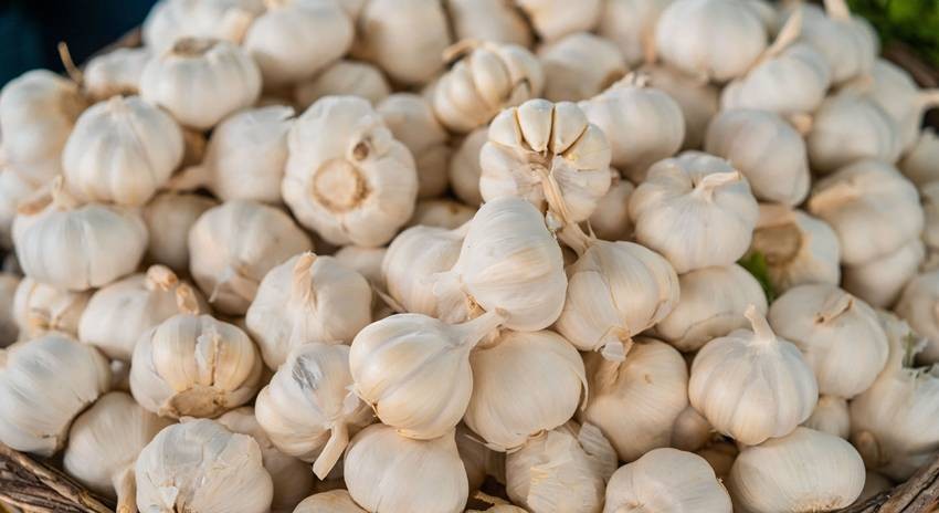 garlic production in India