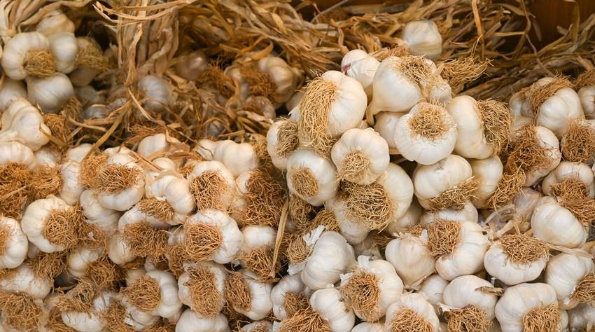 State Most Produce Garlic
