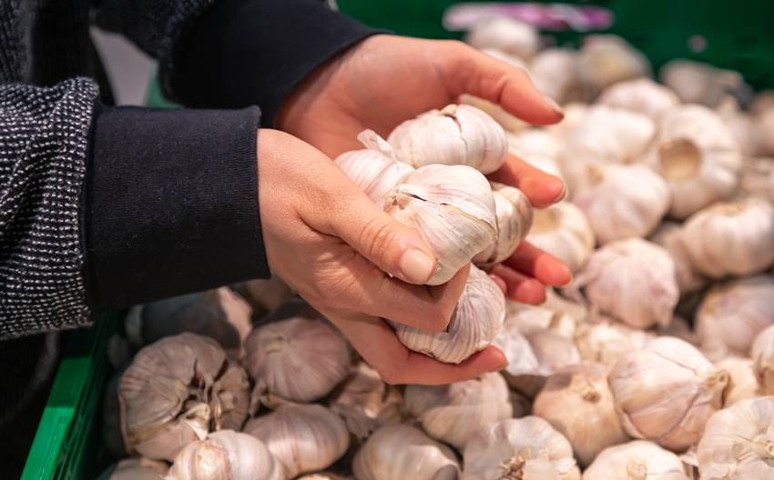 Top garlic growing regions in India