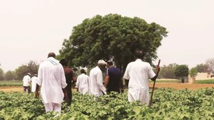 gm crops | latest news | hindi news