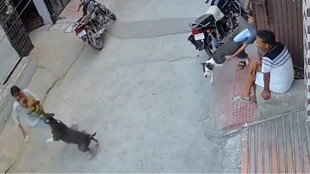 haryana | pitbul attacked children | sonipat |
