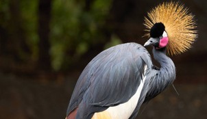 heaviest birds in the world