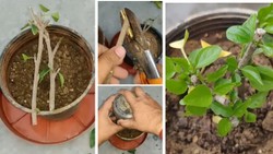 गुड़हल की टहनी से ऐसे तैयार करें कलम, गमले में उगाएं नया पौधा; जानें सही तरीका