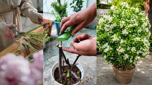 how to grow madhukamini plant from cutting | madhukamini plant cutting se kaise lagaye | madhukamini plant care tips