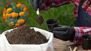 marigold plant fertilizer