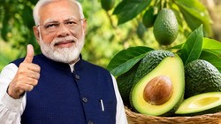 PM Modi ने की भारतीय एवोकाडो की तारीफ, क्यों डॉक्टर्स और न्यूट्रिशनिस्ट इसे मानते हैं सेहत के लिए बेहद फायदेमंद, जानिए