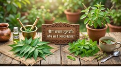 Tulsi vs. Neem: रोज पिएं तुलसी की चाय या नीम का काढ़ा? आयुर्वेदिक एक्सपर्ट ने बताए फायदे और सही तरीका