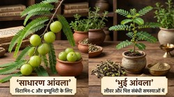 सेहत के लिए कौन सा आंवला है बेस्ट? सामान्य आंवला या भुई आंवला, आयुर्वेदिक एक्सपर्ट से जानें फायदे