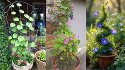 सितंबर में लगाएं मॉर्निंग ग्लोरी की बेल, गमले में उगाने के लिए अपनाएं 5 टिप्स