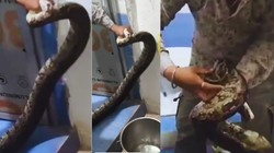 बाथरूम में टॉयलेट सीट के पीछे छिपा मिला 10 फीट लंबा अजगर, मची चीख-पुकार, रेस्क्यू करते समय छूटे पसीने- देखें VIDEO