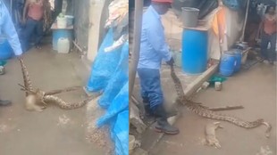 python suffocates stray cat