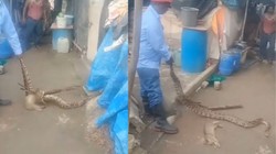Mumbai Python News: बांद्रा में घर के बाहर दिखा 11 फीट लंबा विशाल अजगर, बिल्ली को बनाया शिकार, VIDEO वायरल