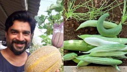 17.5 करोड़ के घर में R Madhavan का ऑर्गेनिक गार्डन, भिंडी से ब्रोकली तक उगाते हैं सब्जियां; आप भी कम जगह में ऐसे उगाएं