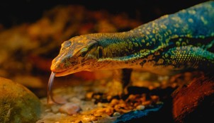 reptiles that smell with their tongues