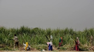 Sugarcane-UP-production