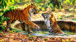 tiger in shimla | latest news | hindi news |