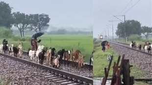 train accident, goat, railway, Indian railway, train accident news